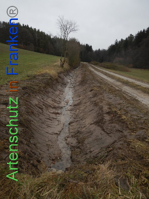 © Artenschutz in Franken® Bild zum Eintrag (1003890-160)