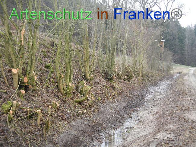 © Artenschutz in Franken® Bild zum Eintrag (1003892-160)