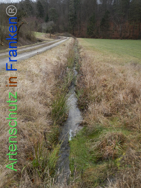 © Artenschutz in Franken® Bild zum Eintrag (1003900-160)