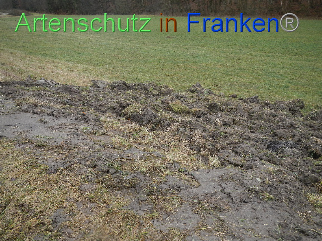 © Artenschutz in Franken® Bild zum Eintrag (1003904-160)