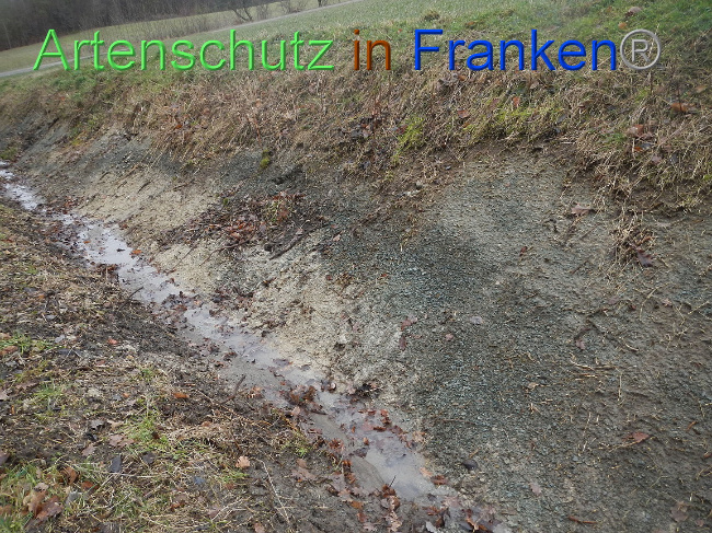 © Artenschutz in Franken® Bild zum Eintrag (1003910-160)