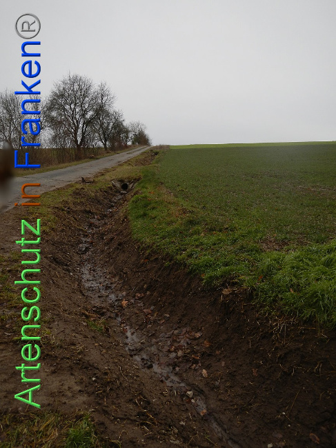 © Artenschutz in Franken® Bild zum Eintrag (1003916-160)