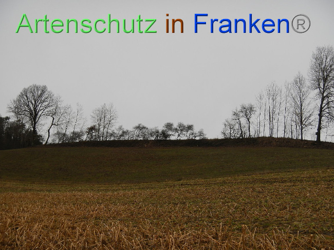 © Artenschutz in Franken® Bild zum Eintrag (1003918-160)