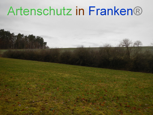 © Artenschutz in Franken® Bild zum Eintrag (1003920-160)