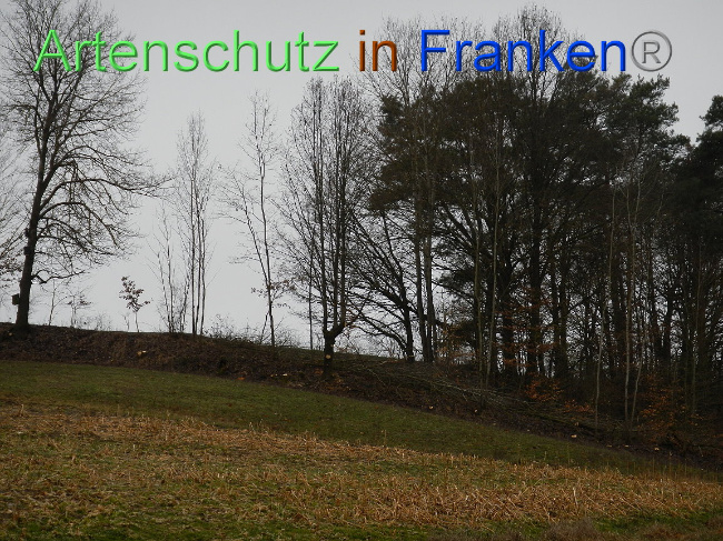 © Artenschutz in Franken® Bild zum Eintrag (1003922-160)