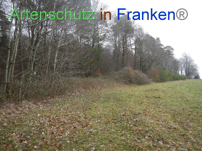 © Artenschutz in Franken® Bild zum Eintrag (1003924-160)