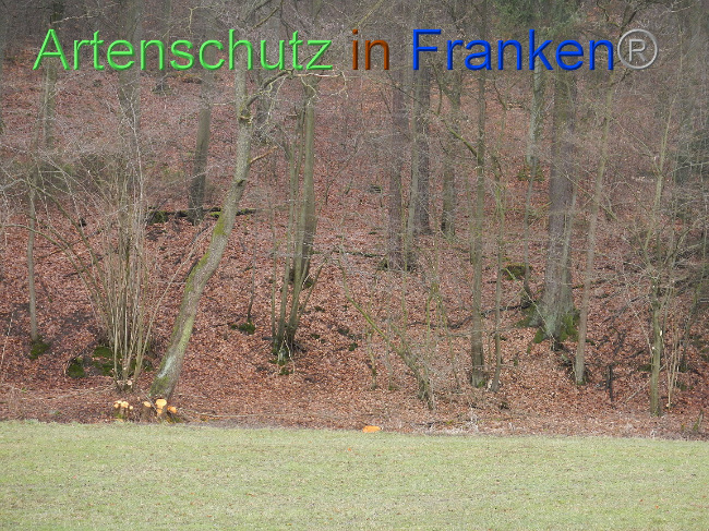 © Artenschutz in Franken® Bild zum Eintrag (1003926-160)