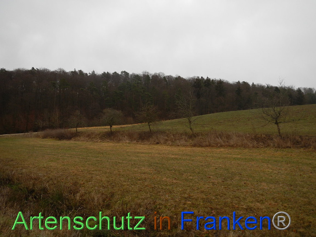 © Artenschutz in Franken® Bild zum Eintrag (1003928-160)