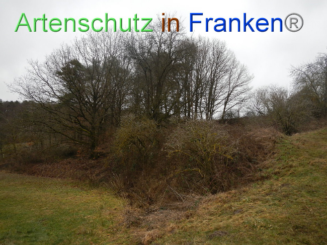 Bild zum Eintrag (1003930-160)