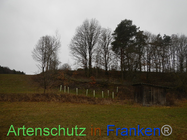 © Artenschutz in Franken® Bild zum Eintrag (1003932-160)