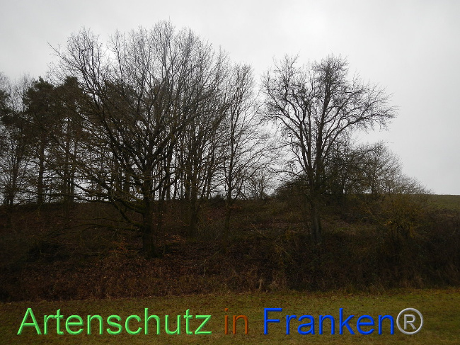 © Artenschutz in Franken® Bild zum Eintrag (1003934-160)