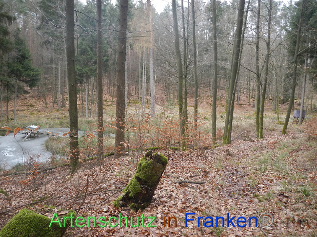 © Artenschutz in Franken® Bild zum Eintrag (1004210-160)