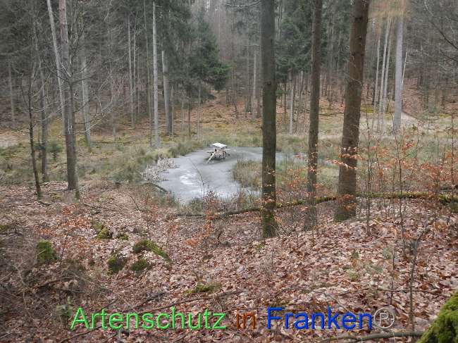 © Artenschutz in Franken® Bild zum Eintrag (1004211-160)