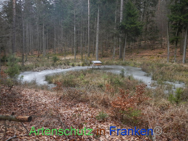 © Artenschutz in Franken® Bild zum Eintrag (1004212-160)