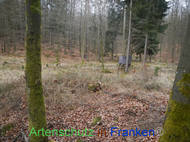© Artenschutz in Franken® Bild zum Eintrag (1004214-160)