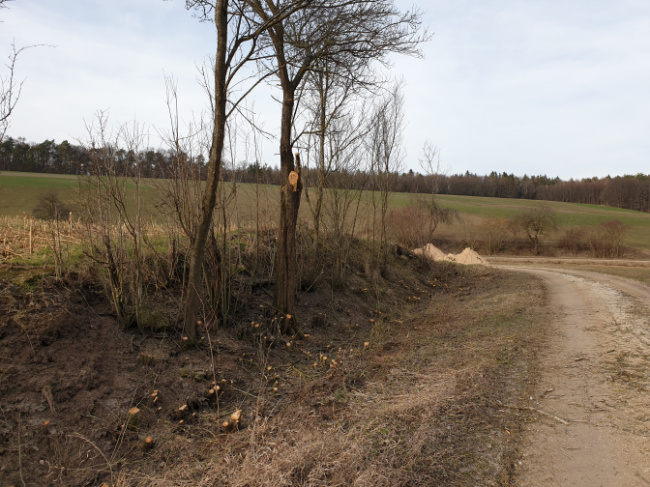 © Artenschutz in Franken® Bild zum Eintrag (1004555-160)