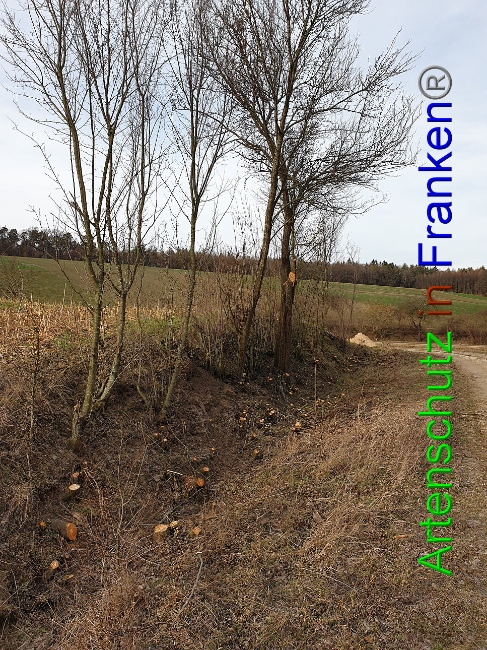 © Artenschutz in Franken® Bild zum Eintrag (1004559-160)