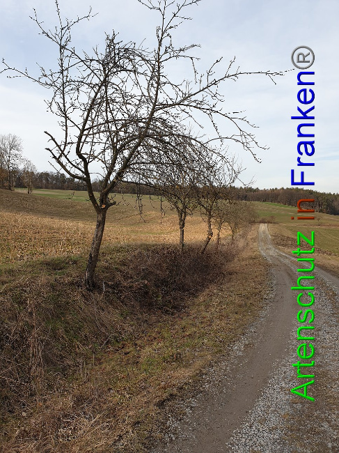 © Artenschutz in Franken® Bild zum Eintrag (1004566-160)