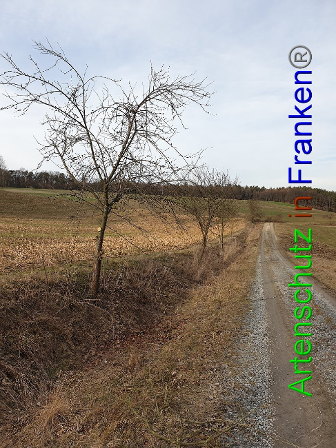 © Artenschutz in Franken® Bild zum Eintrag (1004568-160)
