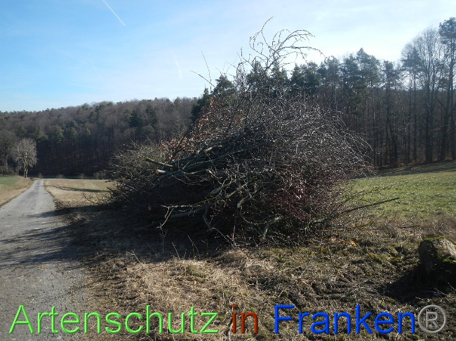 © Artenschutz in Franken® Bild zum Eintrag (1004828-160)