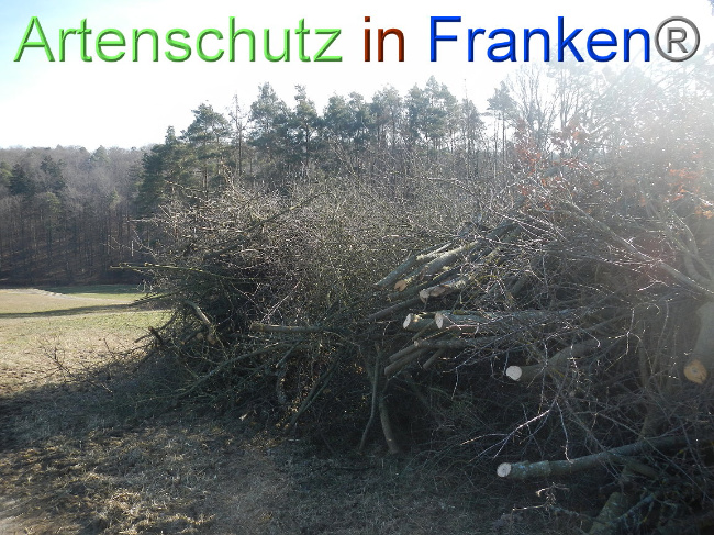 © Artenschutz in Franken® Bild zum Eintrag (1004829-160)