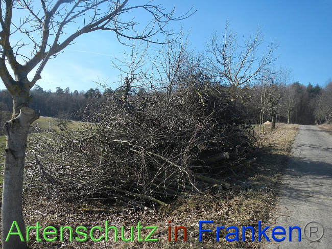 © Artenschutz in Franken® Bild zum Eintrag (1004830-160)