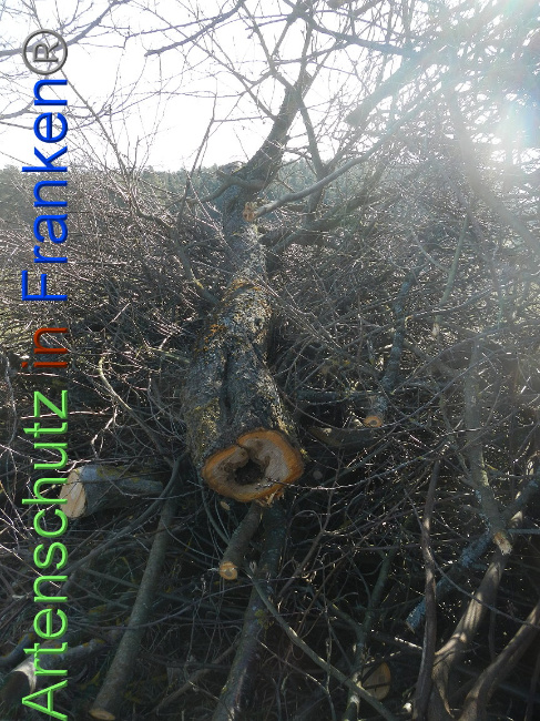 © Artenschutz in Franken® Bild zum Eintrag (1004832-160)
