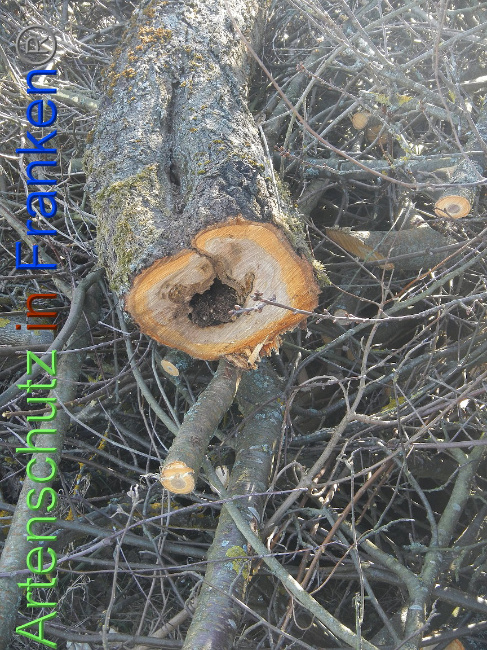 © Artenschutz in Franken® Bild zum Eintrag (1004833-160)