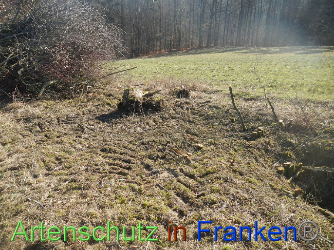 © Artenschutz in Franken® Bild zum Eintrag (1004837-160)