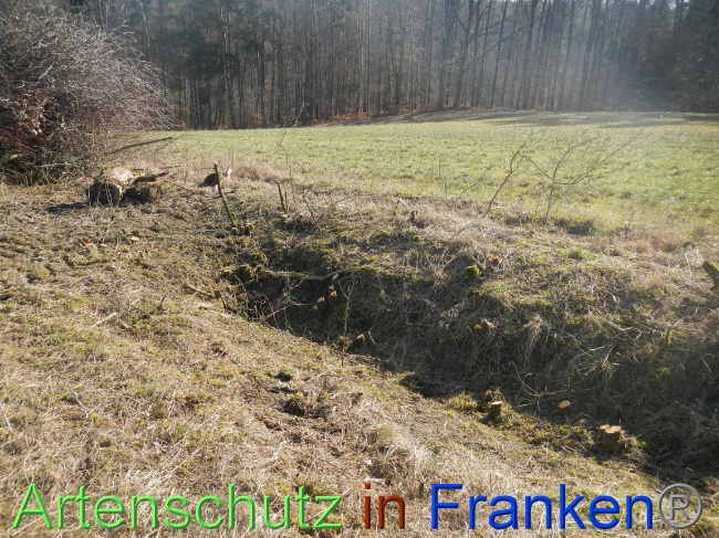 © Artenschutz in Franken® Bild zum Eintrag (1004838-160)