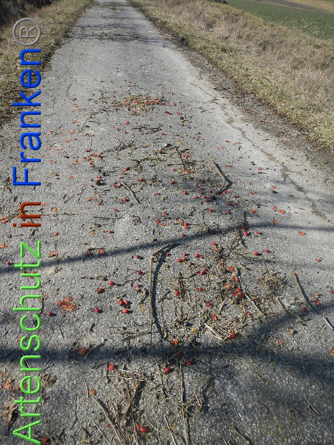 © Artenschutz in Franken® Bild zum Eintrag (1004840-160)
