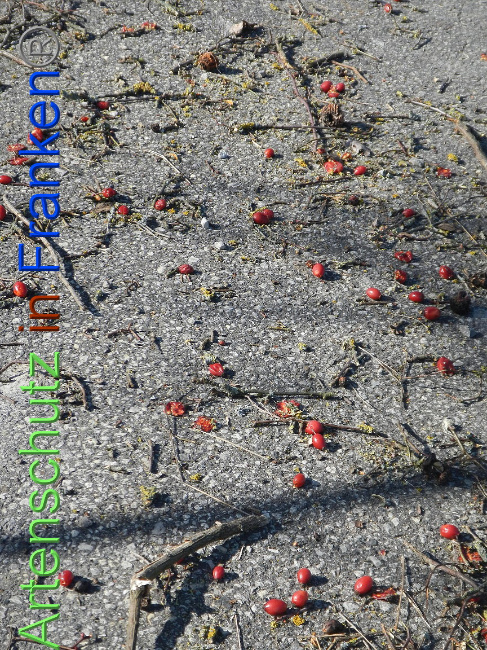 © Artenschutz in Franken® Bild zum Eintrag (1004841-160)