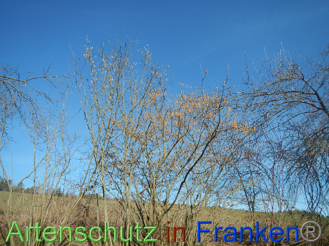 © Artenschutz in Franken® Bild zum Eintrag (1004844-160)