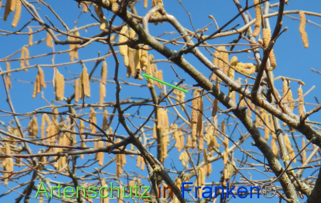 © Artenschutz in Franken® Bild zum Eintrag (1004845-160)