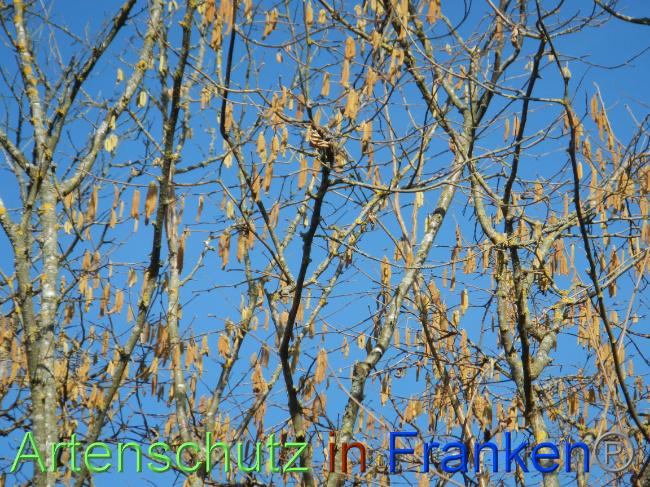 © Artenschutz in Franken® Bild zum Eintrag (1004846-160)