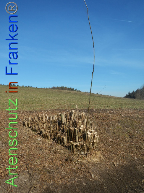 © Artenschutz in Franken® Bild zum Eintrag (1004847-160)