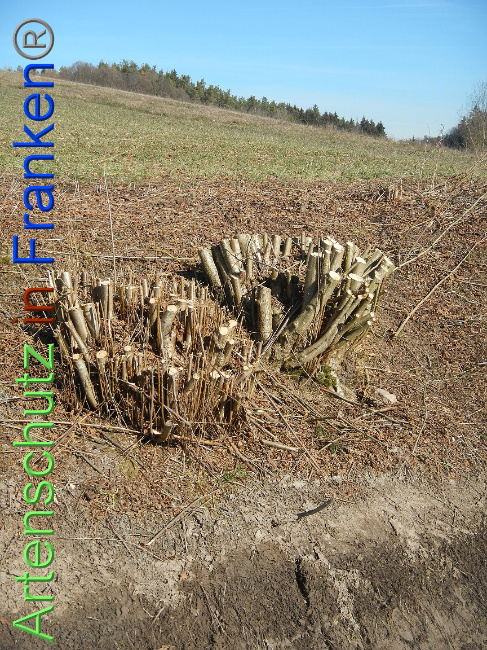 © Artenschutz in Franken® Bild zum Eintrag (1004848-160)