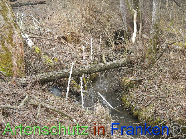 © Artenschutz in Franken® Bild zum Eintrag (1004871-160)