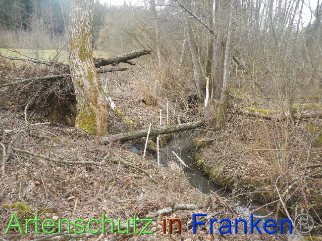 © Artenschutz in Franken® Bild zum Eintrag (1004872-160)