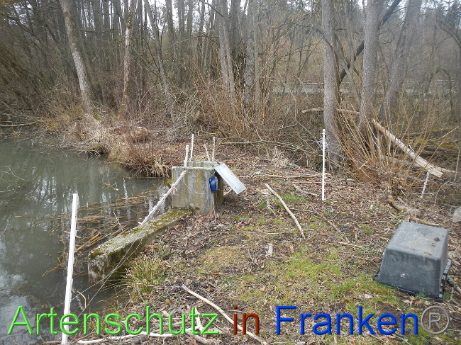 © Artenschutz in Franken® Bild zum Eintrag (1004873-160)