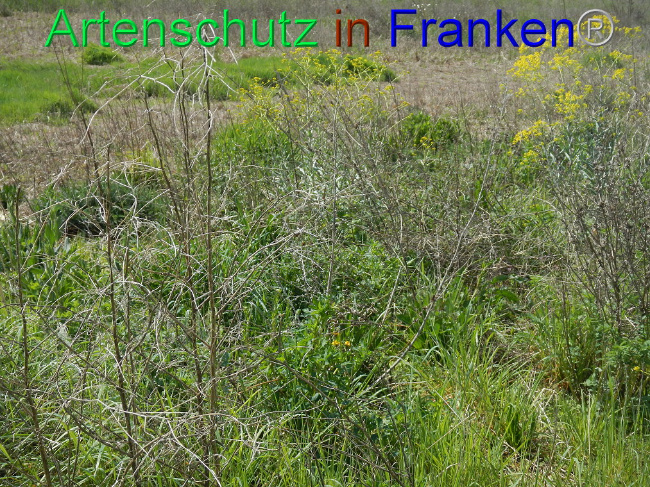 Bild zum Eintrag (1006001-160)