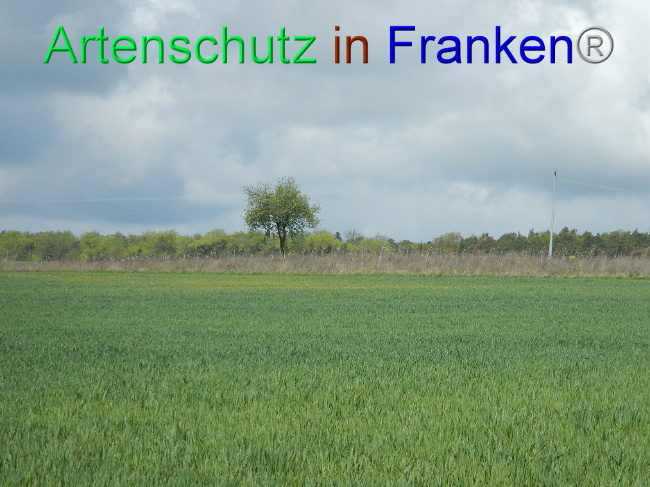 Bild zum Eintrag (1006004-160)