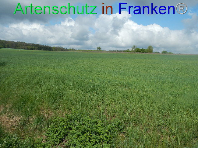 Bild zum Eintrag (1006005-160)