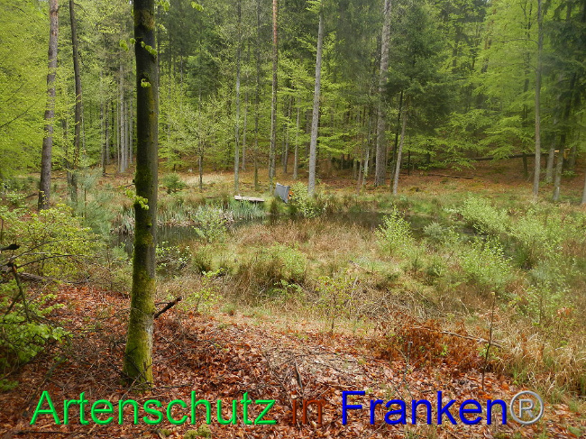 © Artenschutz in Franken® Bild zum Eintrag (1006016-160)
