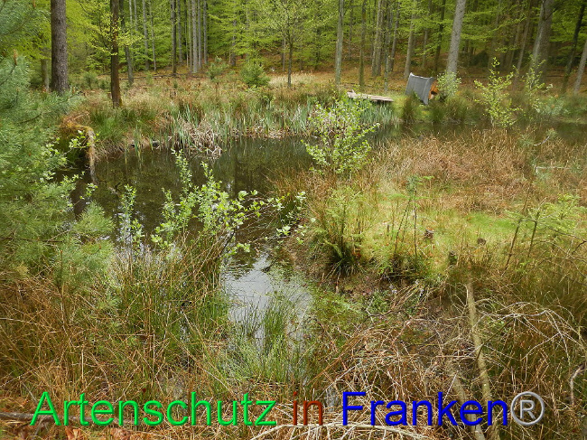 © Artenschutz in Franken® Bild zum Eintrag (1006017-160)