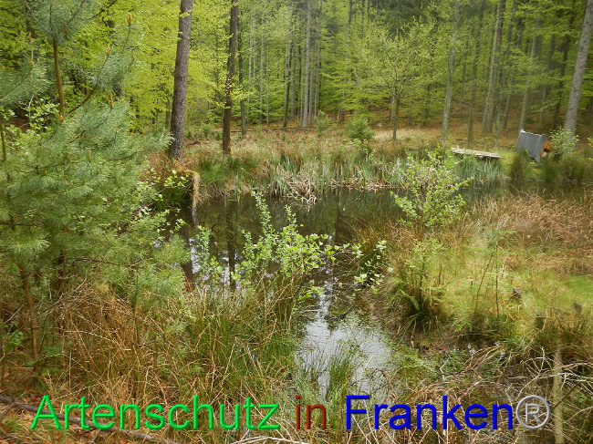 © Artenschutz in Franken® Bild zum Eintrag (1006026-160)