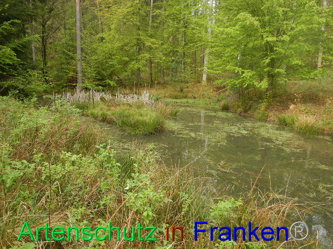 © Artenschutz in Franken® Bild zum Eintrag (1006031-160)