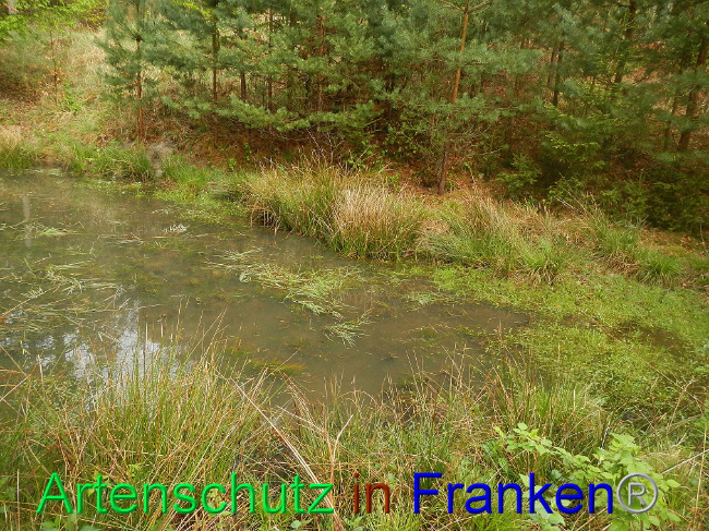 © Artenschutz in Franken® Bild zum Eintrag (1006032-160)