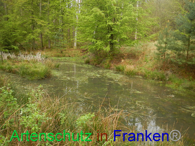 © Artenschutz in Franken® Bild zum Eintrag (1006033-160)