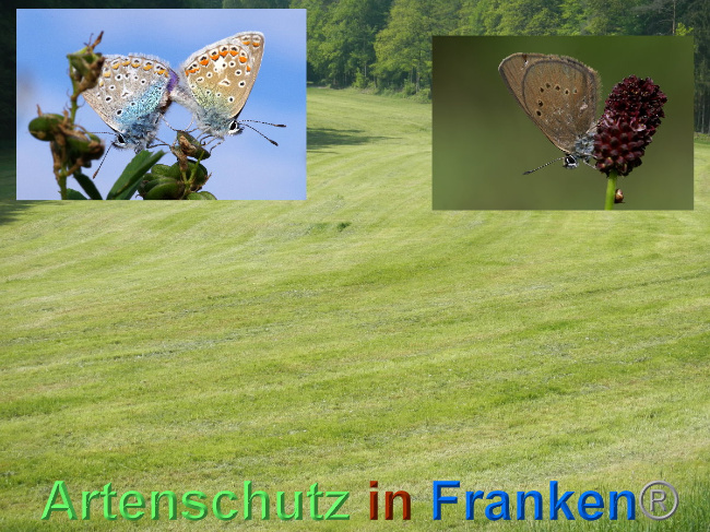 © Artenschutz in Franken® Bild zum Eintrag (1006950-160)